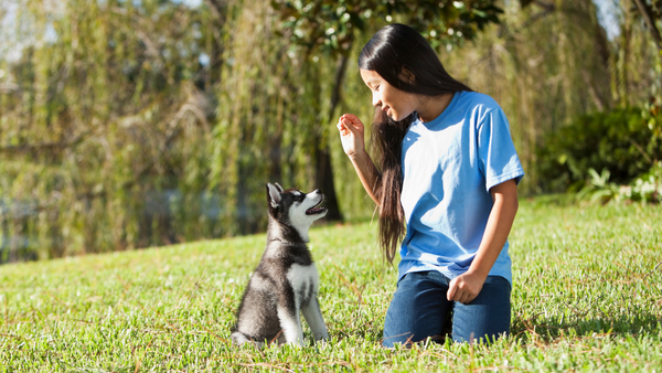 Puppy Training