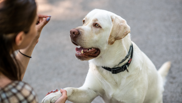 Patiently Training a dog