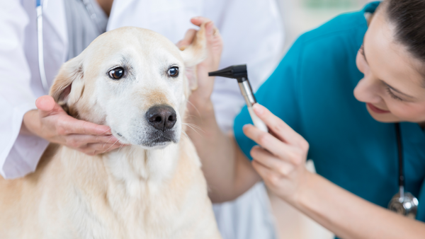 Checking Dogs Ears