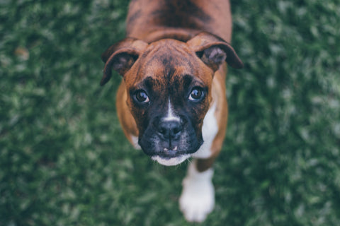 A Boxer running in a grass field