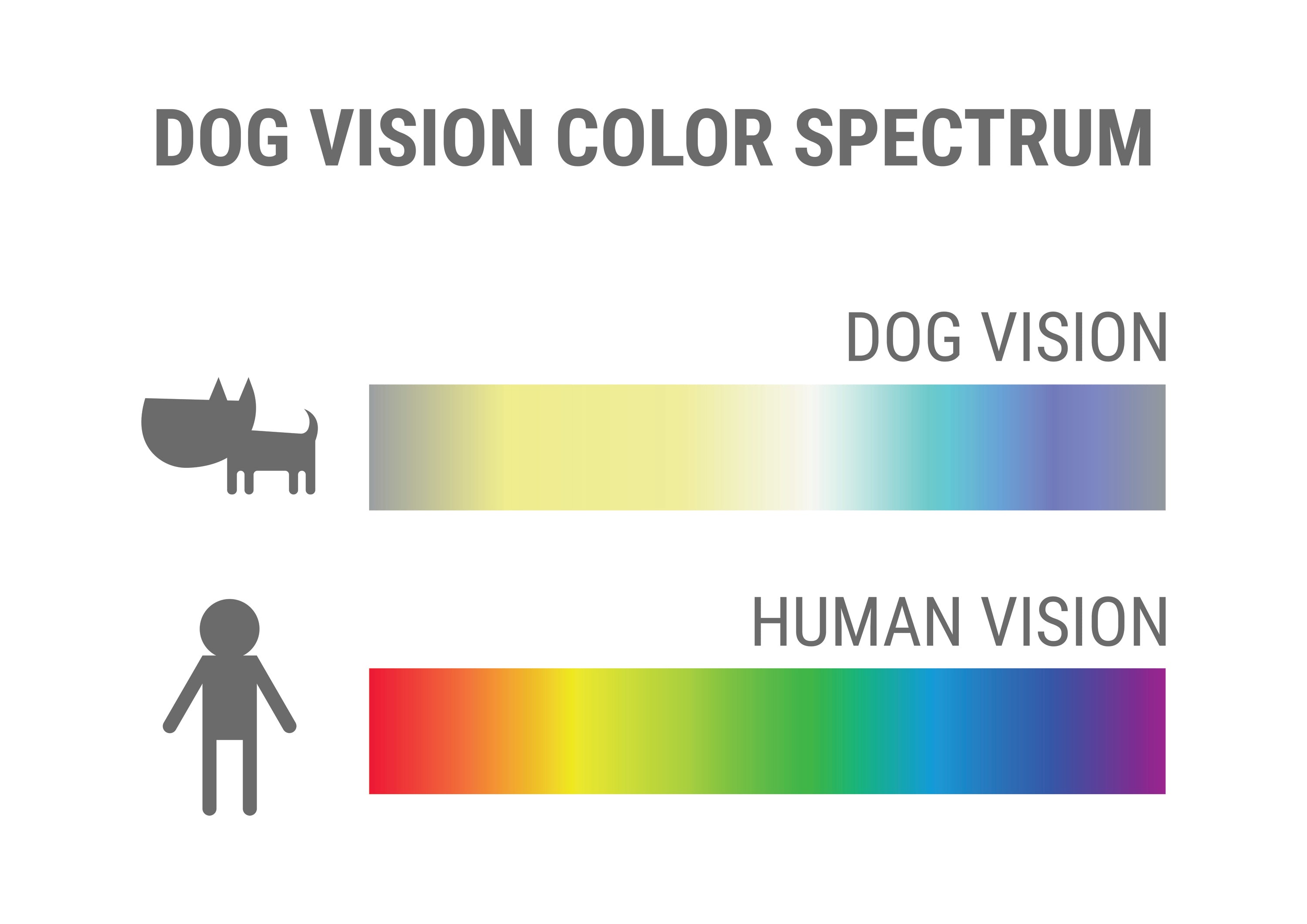 A chart of a dog vs human color vision spectrum