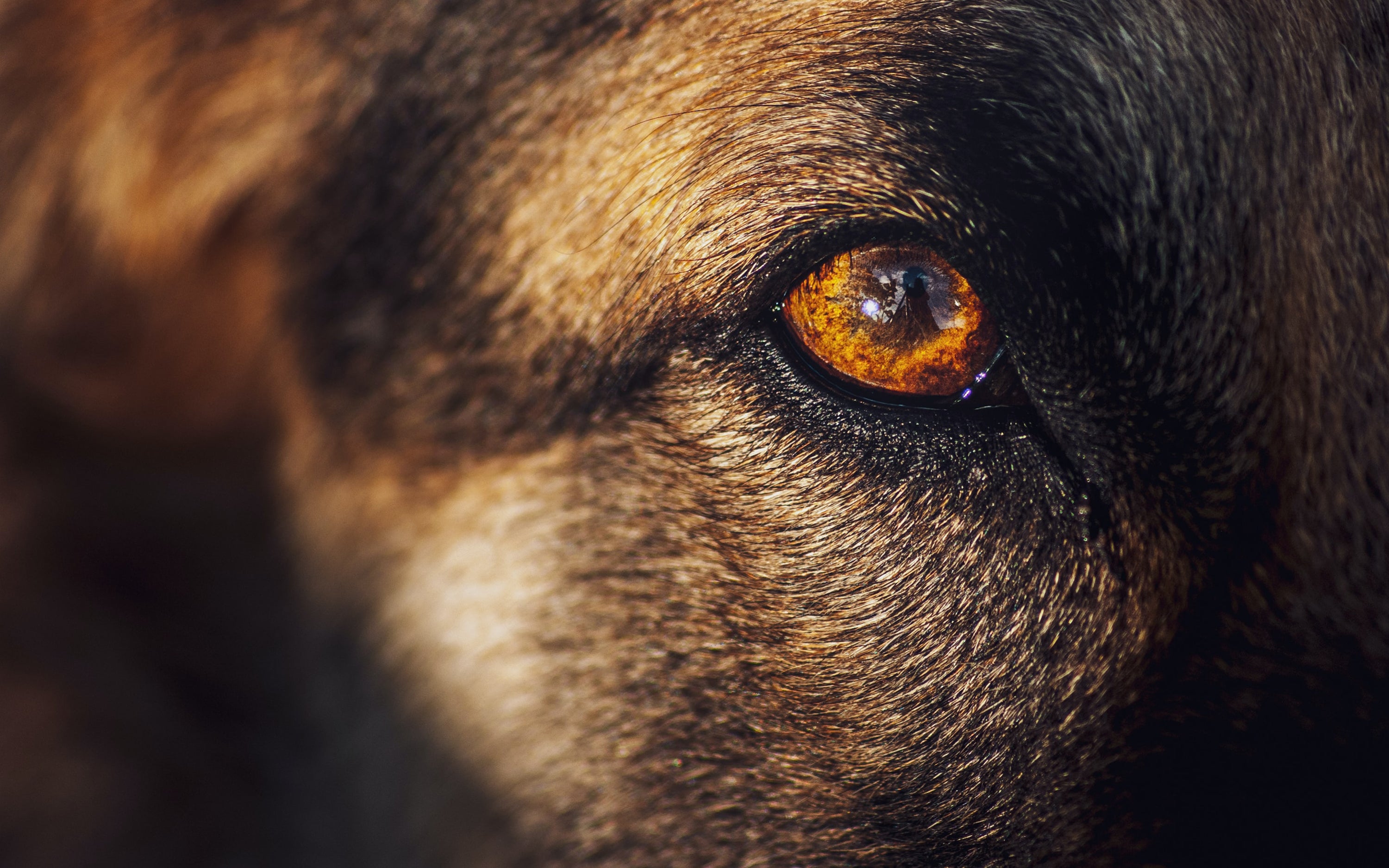 Closeup image of dog's eye.