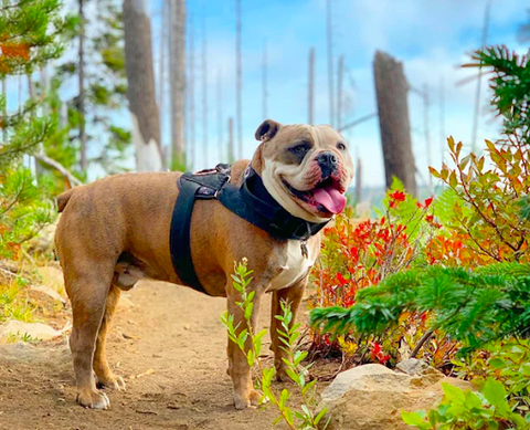 an Old English Bulldog in nature wearing a harness