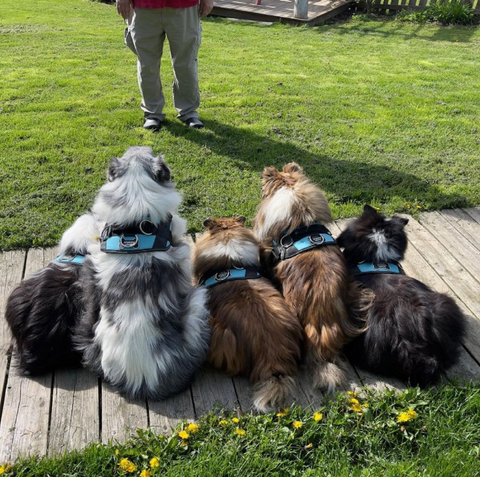 five dogs sitting on a patch wearing matching harnesses 