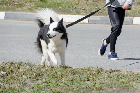 Husky Walking with leash