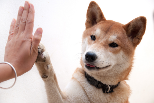 Joyride Harness Dog Tricks Paw's Up