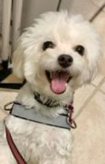 White dog smiling with harness
