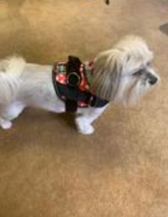 White maltese wearing a red harness