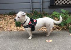 Small white dog wearing red harness standing at the backyard