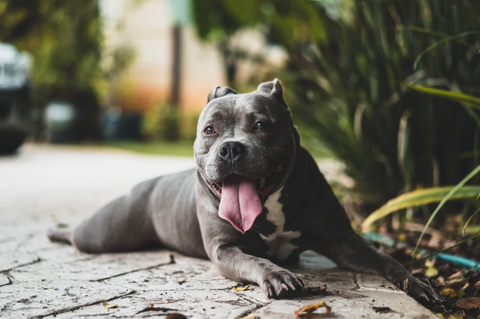 what countries allow pit bulls