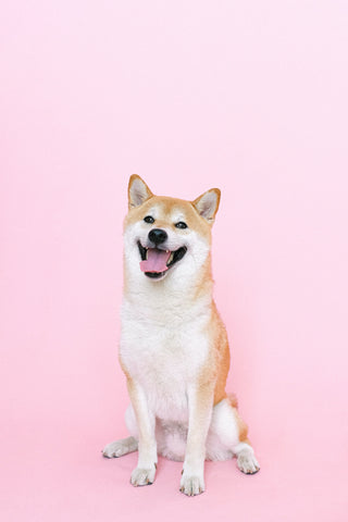 A Shiba Inu sitting in a pink room