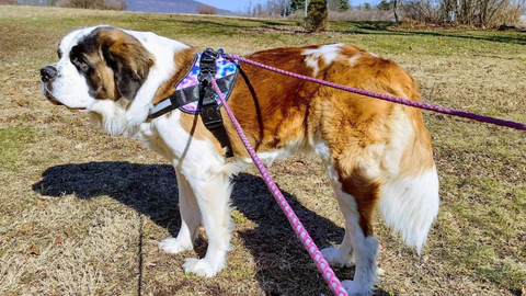 St. Bernard using Tye Dye Joyride Harness