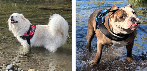 Dogs enjoying the water
