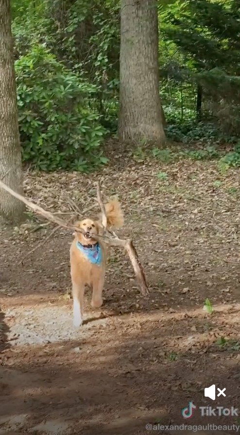 Dog carrying big stick