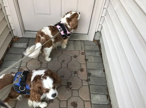 Two Blenheim Cavalier King Charles Spaniels wearing Joyride harnesses 