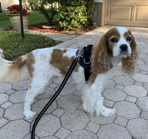  A senior Blenheim CKCS wearing a Fall Plaid Joyride Harness outside