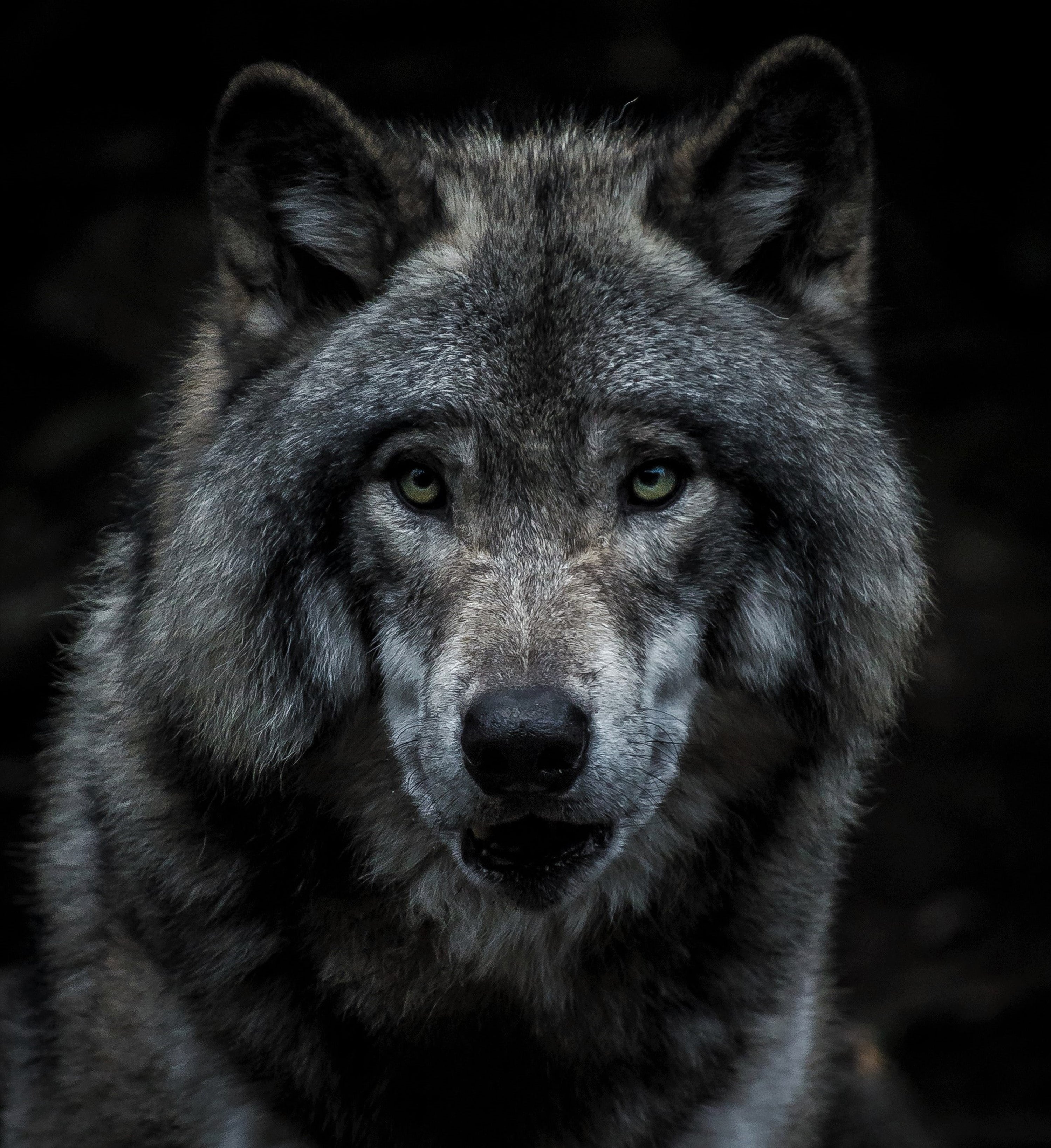 Image of a wolf's face