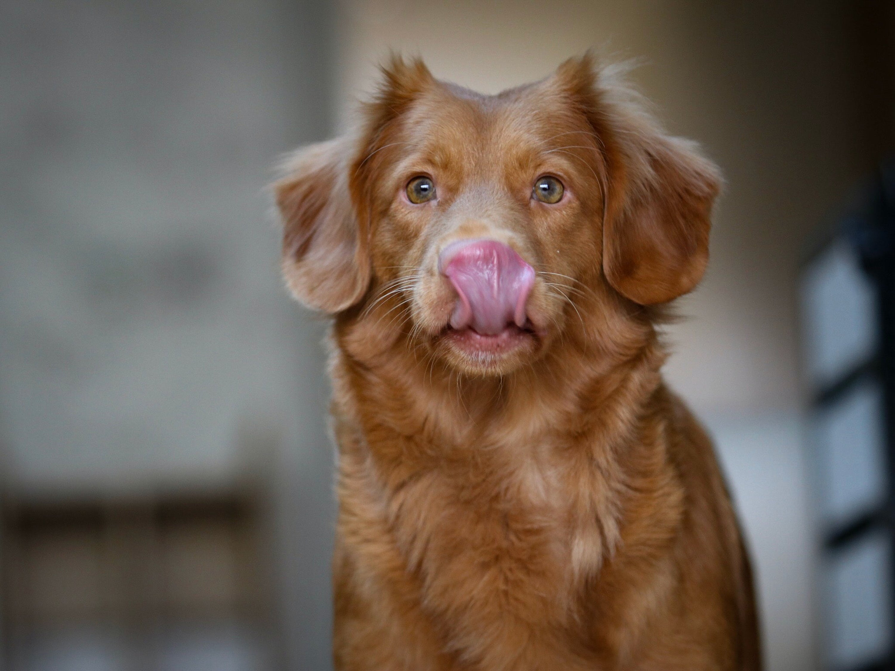 Почему собака часто открывает рот. Новошотландский ретривер черный. Новошотландский ретривер пузырь. Собака облизывается. Щенок облизывается.