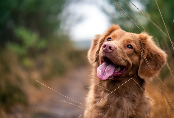 Why do dogs tilt their heads when we speak? It's not just about looking  cute - Mirror Online