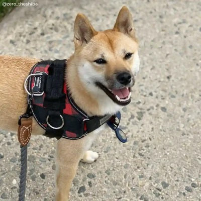 a Shiba wearing a red plaid Joyride Harness