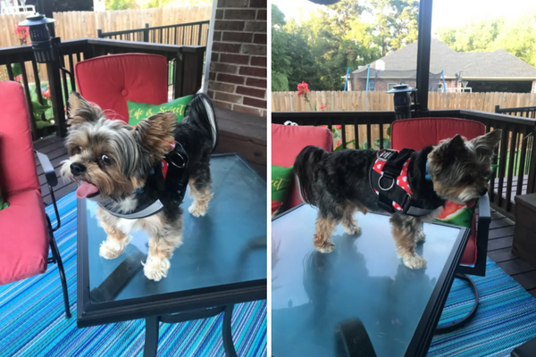 Yorkie wearing a red heart dog harness while standing on an outdoor table