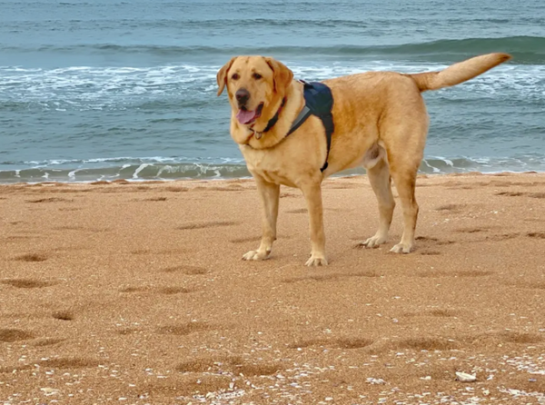 A 114lb yellow lab wearing a Joyride Harness at the beach
