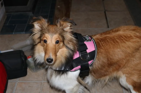 A sable female Sheltie standing indoors wearing a pink Joyride Harness