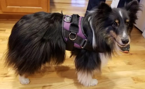 A tri-color female sheltie wearing a purple Joyride Harness