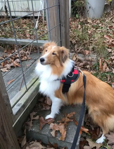 A sable Shetland Sheepdog standing outside on a step wearing a red Joyride Harness and a black leash