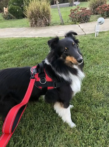 A male tri-color Sheltie walking on grass in a red harness and red leash