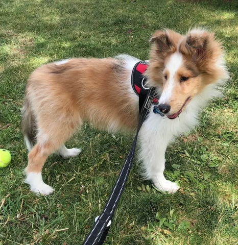 A sable Shetland Sheepdog puppy standing outside in a red harness with a black reflective leash