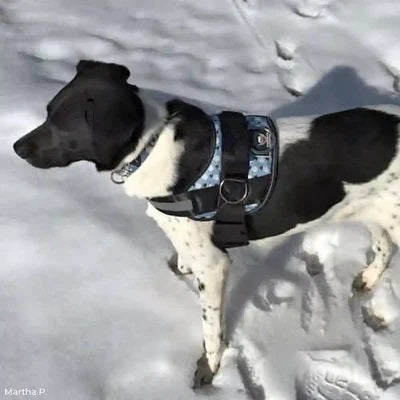a black and white dog wearing a snowman Joyride Harness