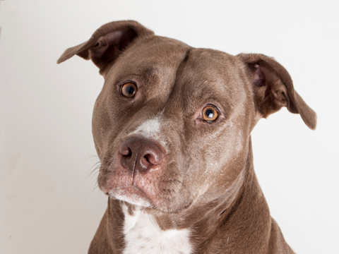 A closeup photo of a brown and white Pitbull-type dog