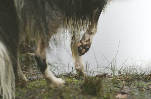 A wet dog at the edge of a pond holding its front right paw up