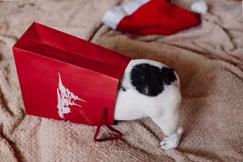 dog-in-red-gift-bag