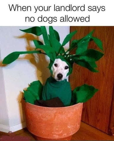 no meme dog