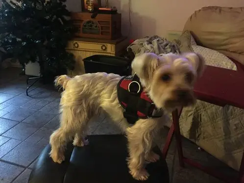 a small dog wearing a red Joyride Harness