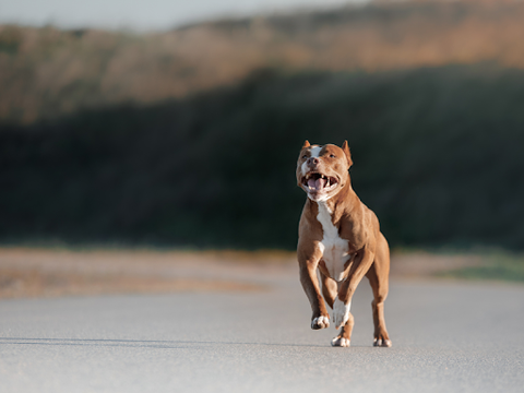 An active Pitbull running down a road
