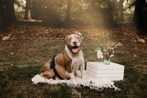 a pregnant brown and white dog having an outdoor maternity photoshoot