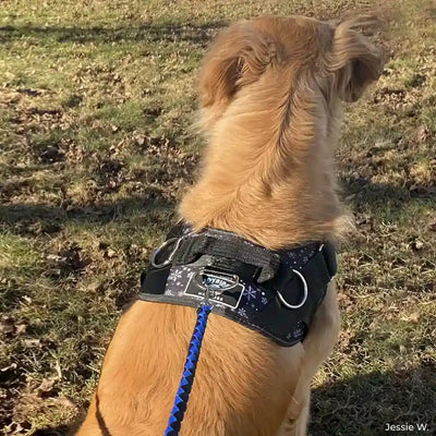 a tan dog wearing a snowflake Joyride Harness