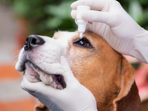Someone wearing white gloves administering eye drops to a brown and white dog