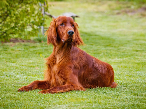 An Adult Irish Setter laying in the grass