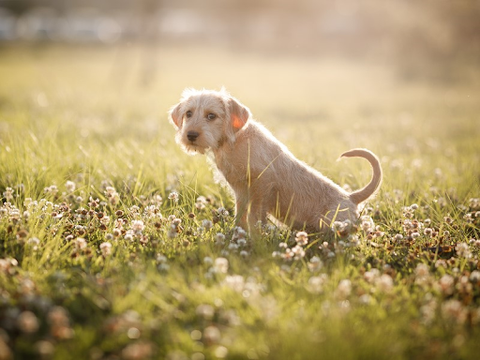 A young puppy peeing outside in the grass