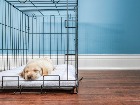 A yellow lab puppy sleeping in an open crate