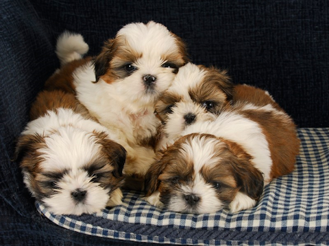 Four Shih Tzu puppies cuddled together on a blue and white dog bed.