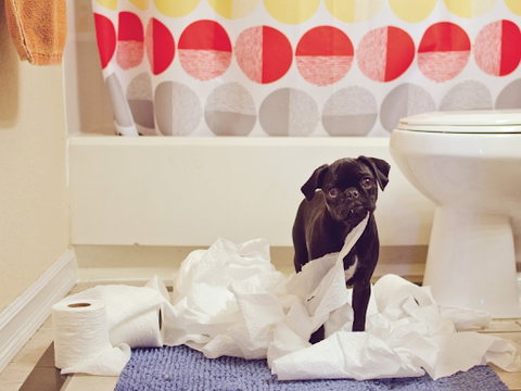 A naughty pug puppy with toilet paper in the bathroom