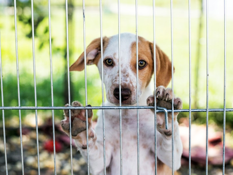 A small white and brown rescue puppy looks out the bars of its cage.