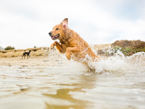 A Golden Retriever jumping into the ocean at a dog-friendly beach
