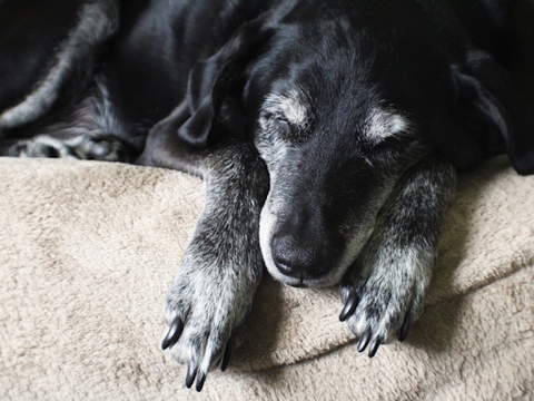 An old black dog with a gray muzzle and paws sleeping on a comfy bed