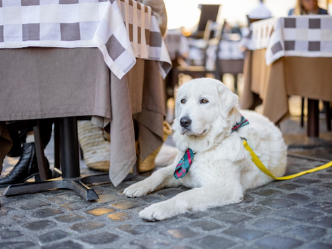 A Great Pyrenees laying down at an outdoor cafe